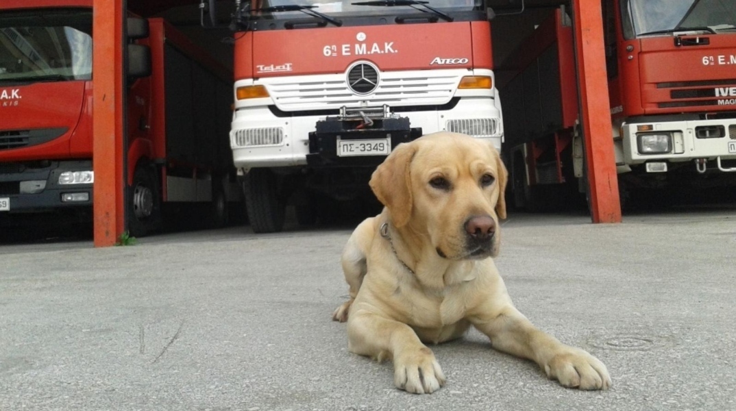 Πέθανε ο Μαξ, o διασώστης - σκύλος της ΕΜΑΚ μετά από 110 αποστολές διάσωσης Η ανακοίνωση της Πυροσβεστικής