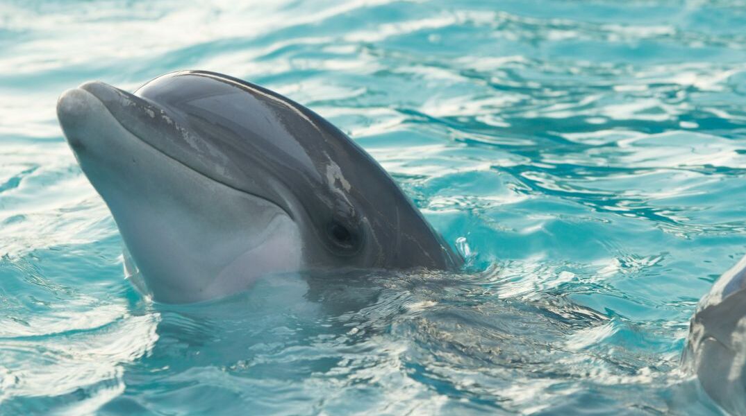 Bαλτική: Ένα δελφίνι μαγεύει τον κόσμο στις ακτές