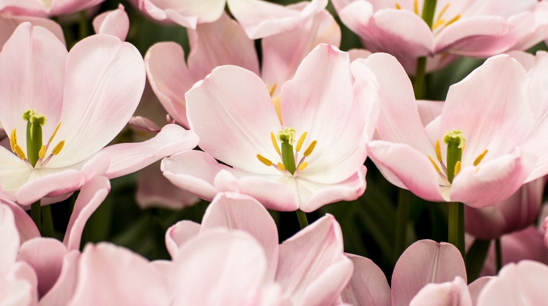 Εορτολόγιο: Σήμερα, 9 Ιανουαρίου 2024, γιορτάζουν…