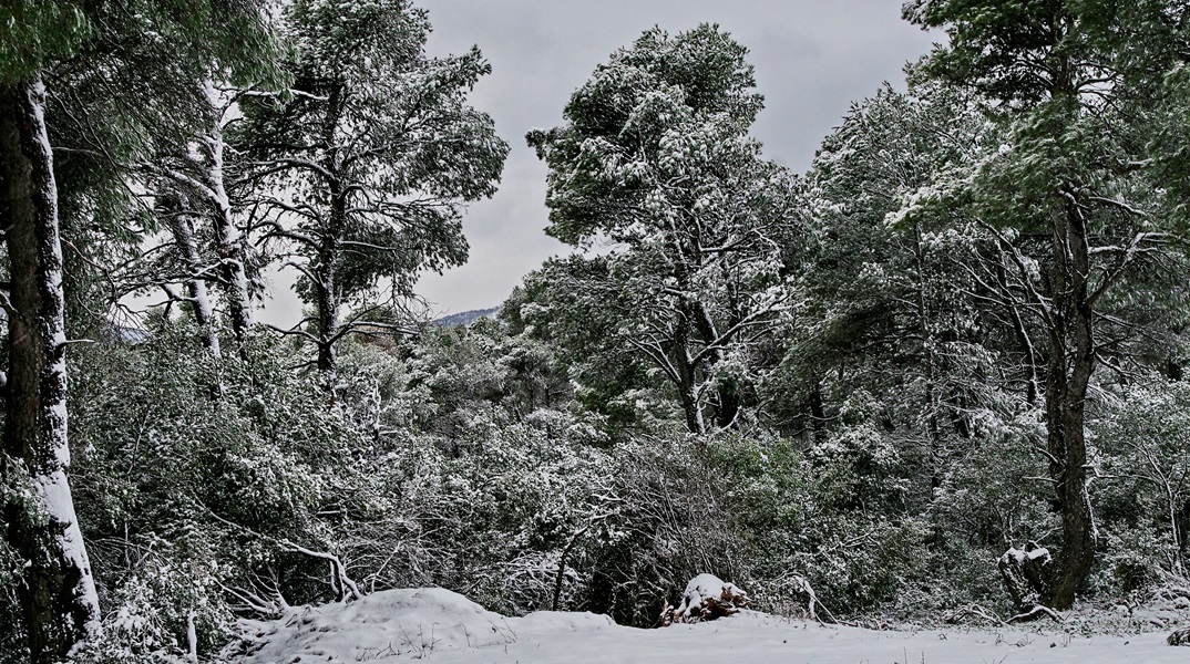 Έπεσαν τα πρώτα χιόνια στην Πάρνηθα - Στα «λευκά» Πήλιο, Φλώρινα και Σαμοθράκη