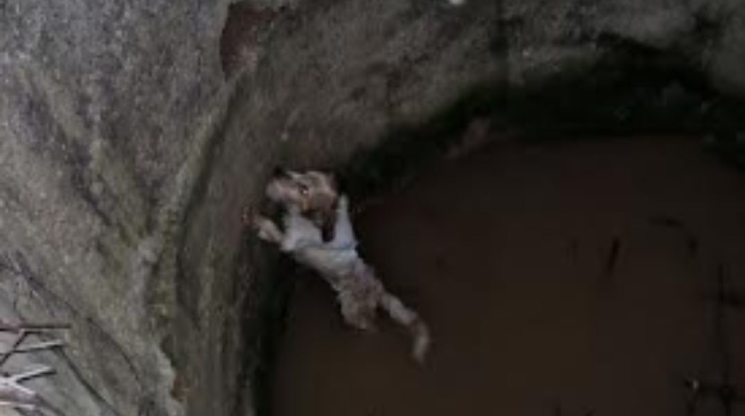 Σκυλάκι που έπεσε σε πηγάδι στη Μεσσηνία διασώθηκε από γεωλόγους που ερευνούσαν την περιοχή 