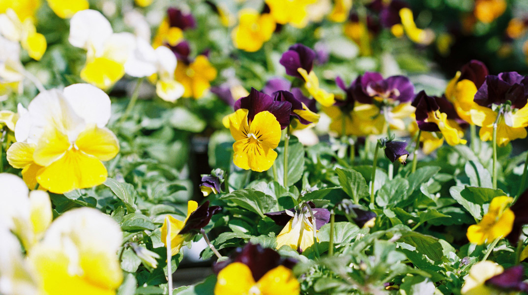 Και όμως υπάρχουν λουλούδια που ανθίζουν στο καταχείμωνο