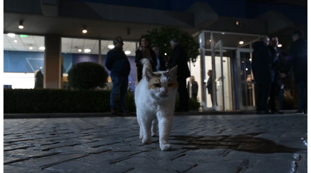 Βοτανικός: Οκτώ χρόνια χωρίς αναστολή στον 33χρονο που σκότωνε γάτες