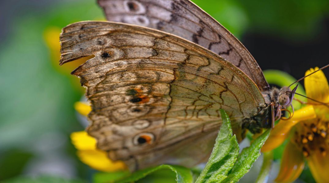 Πώς η πεταλούδα του λιβαδιού προσαρμόζεται στην κλιματική αλλαγή