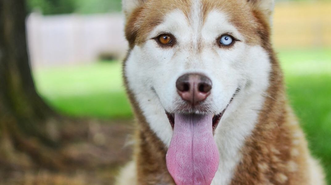 ΗΠΑ: σκύλος σώζει γειτονιά από δυνητική έκρηξη φυσικού αερίου