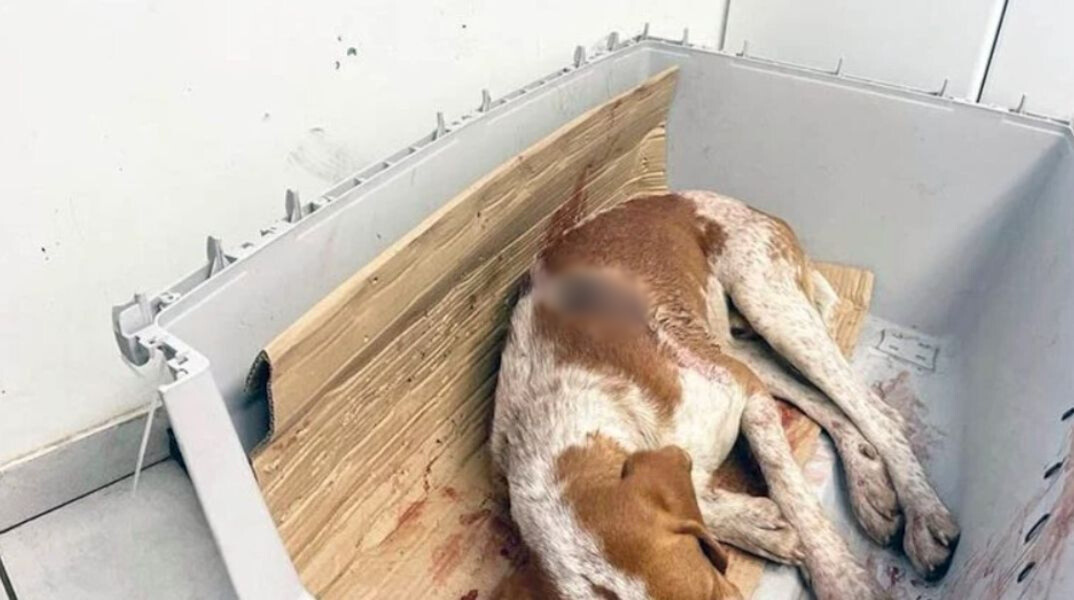 Άγνωστος πυροβόλησε κυνηγόσκυλο δύο φορές εξ επαφής - Βρίσκεται σε κρίσιμη κατάσταση 