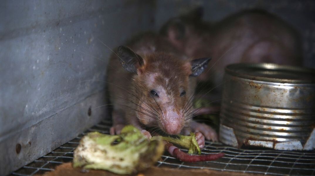 Oυκρανία: Αρουραίοι και ποντίκια κατακλύζουν τα χαρακώματα