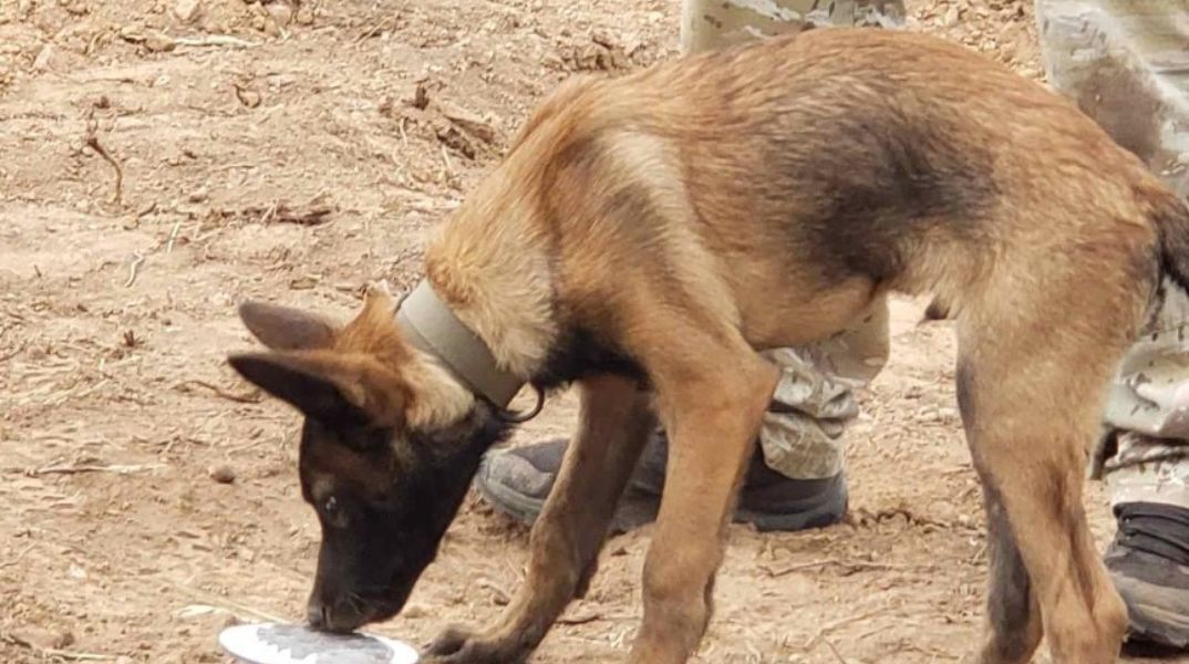 «Καμία συσκευή δε μπορεί να αντικαταστήσει τη μύτη ενός σκύλου» λέει ο εκπαιδευτής του Echo