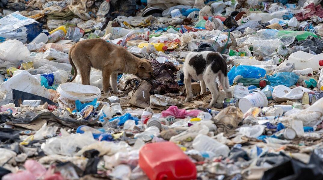 Ξάνθη: Πάνω από 500 σκυλιά σε χωματερή 