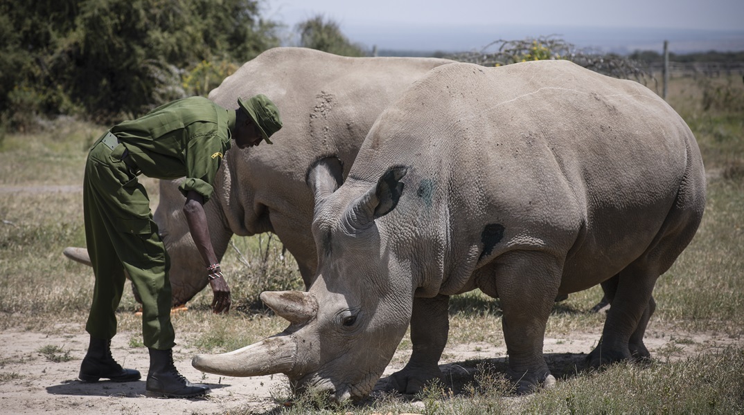 Μέσω τεχνητής γονιμοποίησης θα διασωθούν οι δύο τελευταίοι βόρειοι λευκοί ρινόκεροι