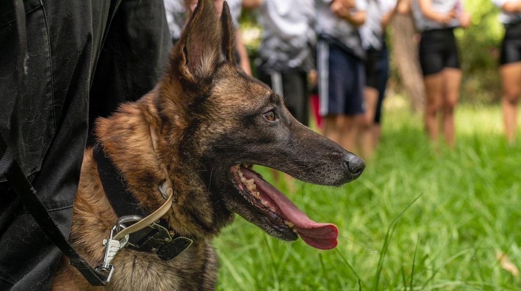 Ο σκύλος που βρήκε τη σορό του Μπάμπη θα συνδράμει στις έρευνες του αγνοούμενου στην Ηλεία 