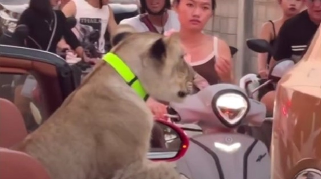Ταϊλάνδη: Οδηγός «έβγαλε» βόλτα λέαινα με μια κάμπριο Bentley - Δείτε το βίντεο