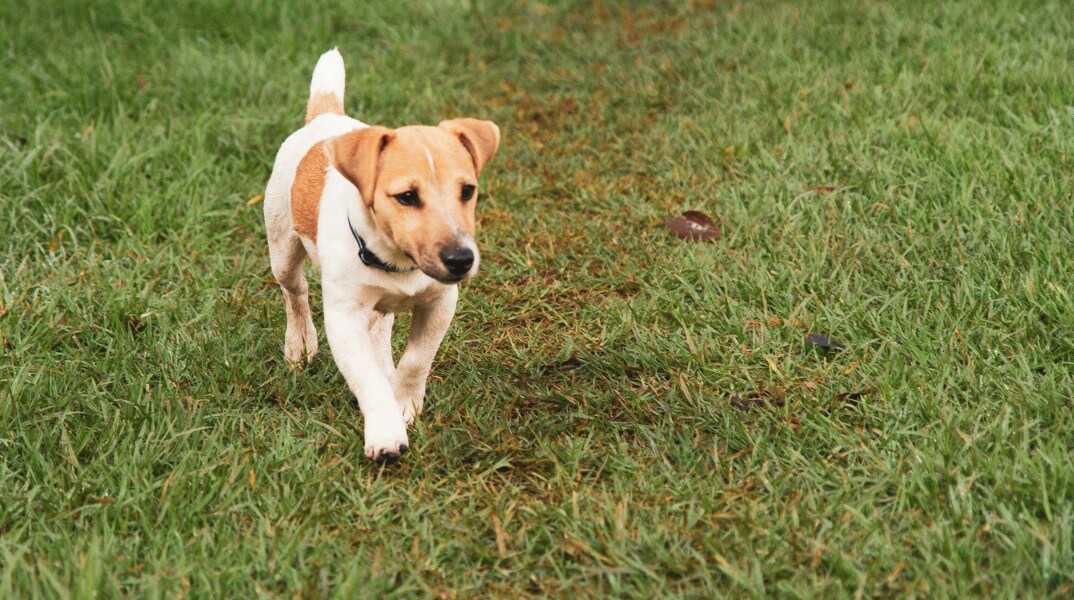 Περού: Το Τζακ Ράσελ τεριέ που σερφάρει στα κύματα