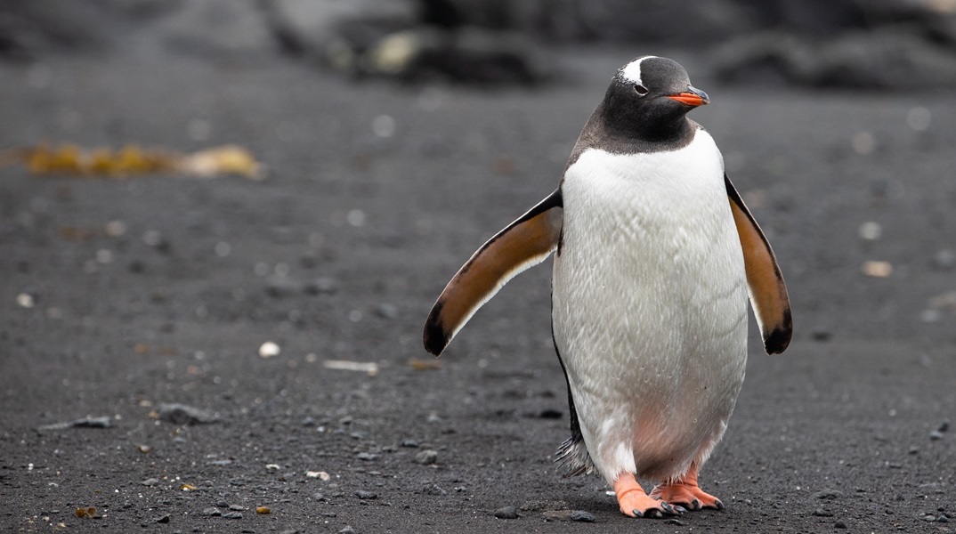 Συναγερμός στην Ανταρκτική: Γρίπη των πτηνών (Η5Ν1) εντοπίστηκε σε πιγκουίνους 