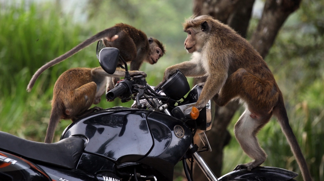 Ταϊλάνδη: Επιδρομή μαϊμούδων στη πόλη Λοπμπούρι - Τρομοκρατημένοι οι κάτοικοι