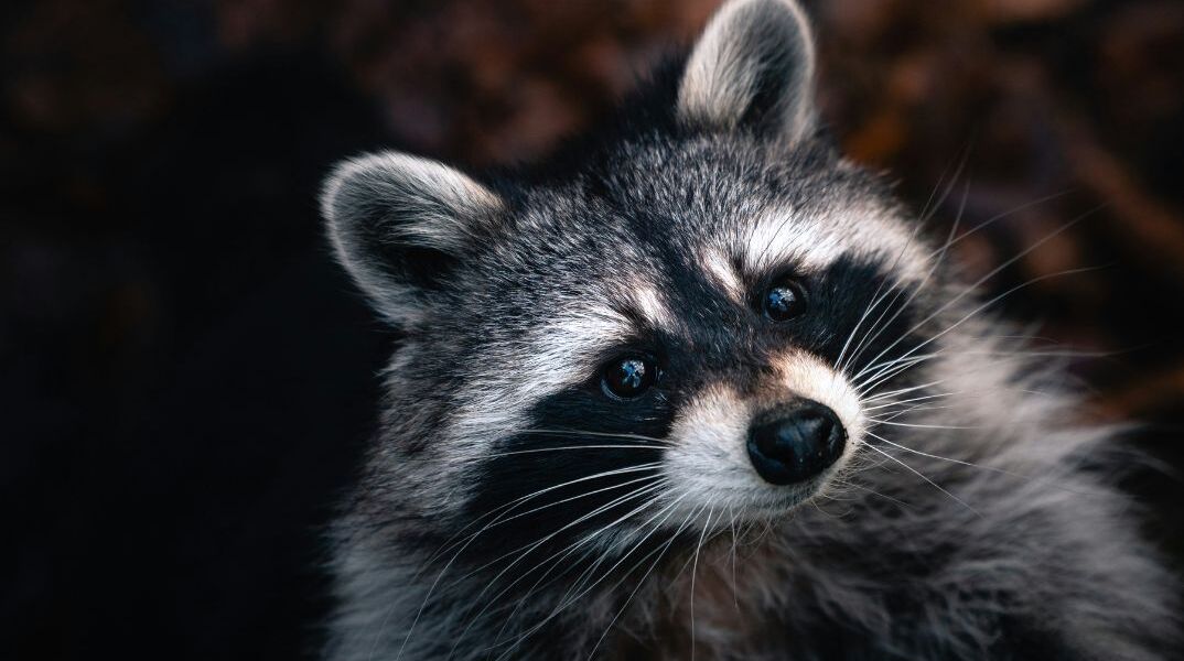 Τορόντο: Ρακούν βύθισε στο σκοτάδι γειτονιές της πόλης