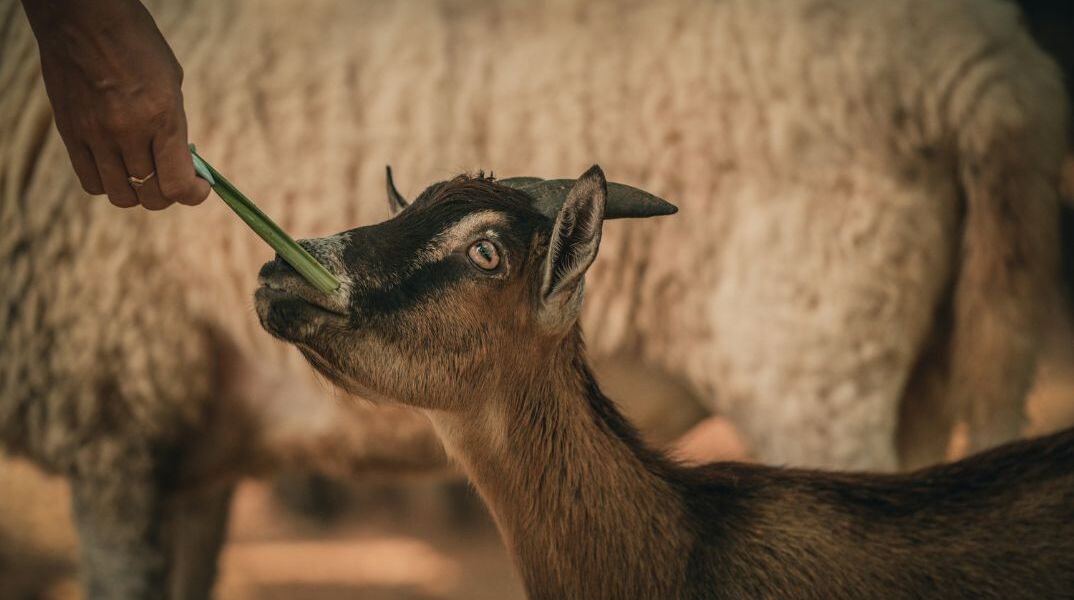 Σέρρες: Γεννήθηκε κατσίκι με τρία πόδια
