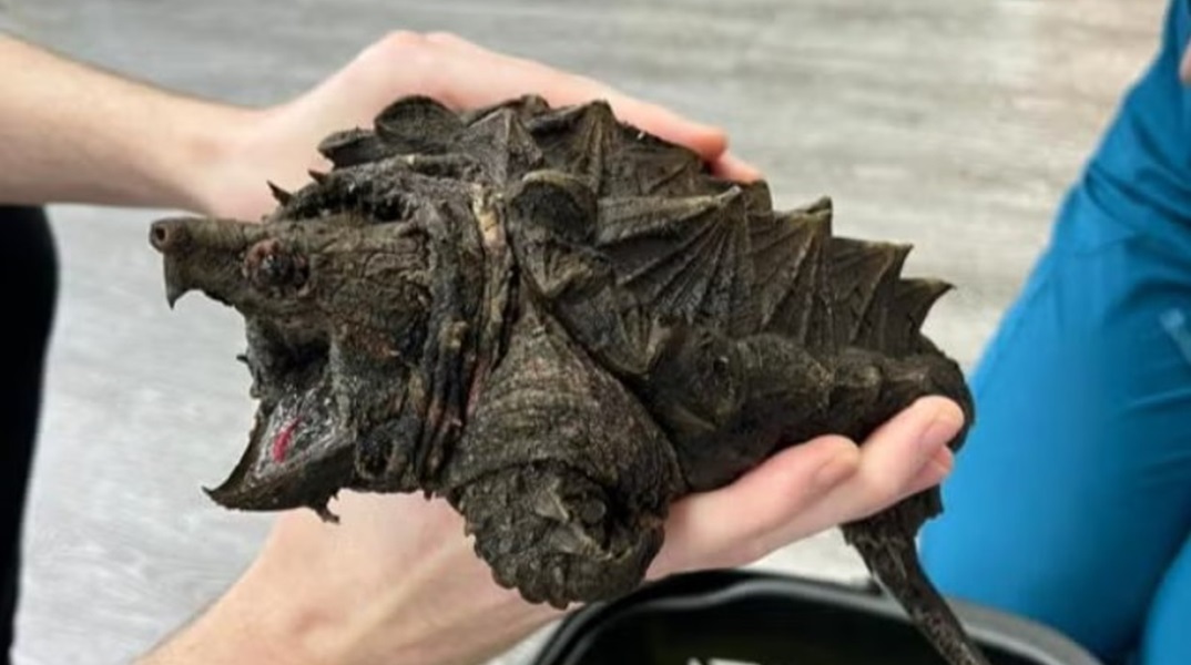Βρέθηκε χελώνα-αλιγάτορας που το δάγκωμα μπορεί να σπάσει μέχρι και κόκκαλο