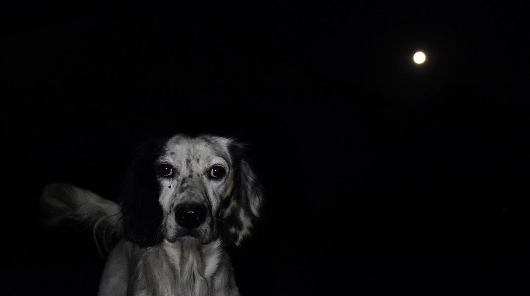 Ζάκυνθος: Συνελήφθη 35χρονος για θανάτωση σκύλου – Φέρεται να τον πυροβόλησε με καραμπίνα