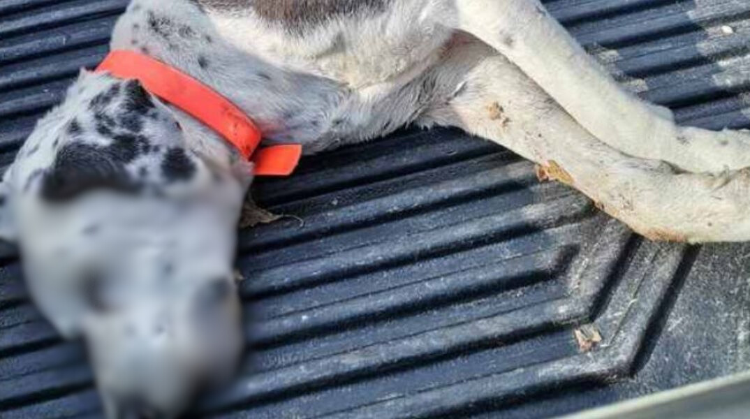 Φθιώτιδα: Δηλητηρίασαν 4 σκυλιά με φόλα