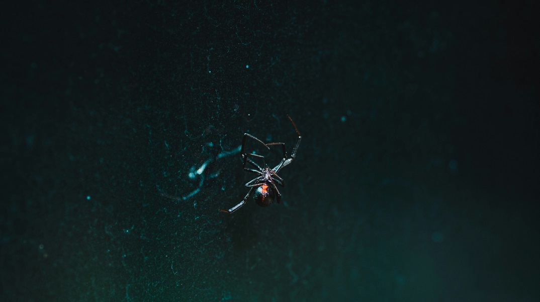 Κοριτσάκι γέμισε εξανθήματα και δε μπορούσε να περπατήσει από δάγκωμα της πιο «επικίνδυνης αράχνης»