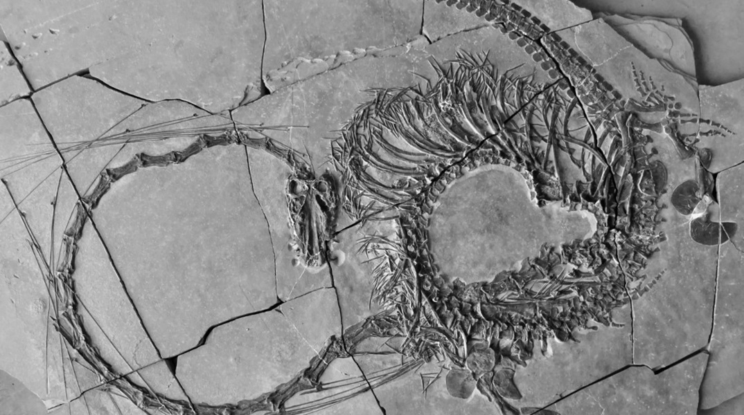 Απολίθωμα του «κινέζικου δράκου» 240 εκατομμυρίων ετών ανακάλυψαν επιστήμονες στη Σκωτία