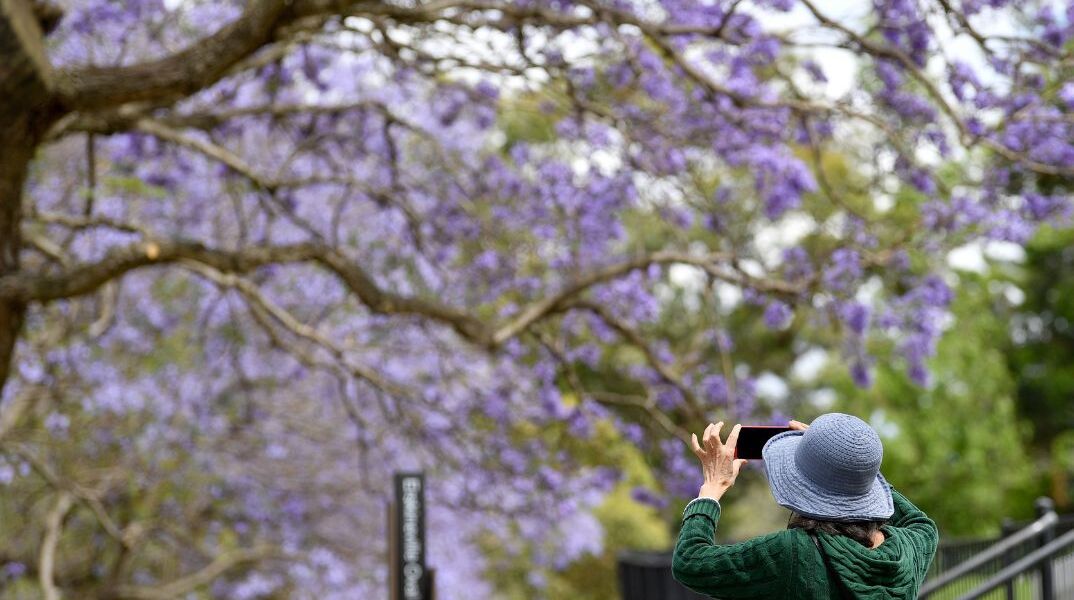 Οι Μεξικανοί ανησυχούν γιατί οι τζακαράντες άνθισαν φέτος από τον Γενάρη