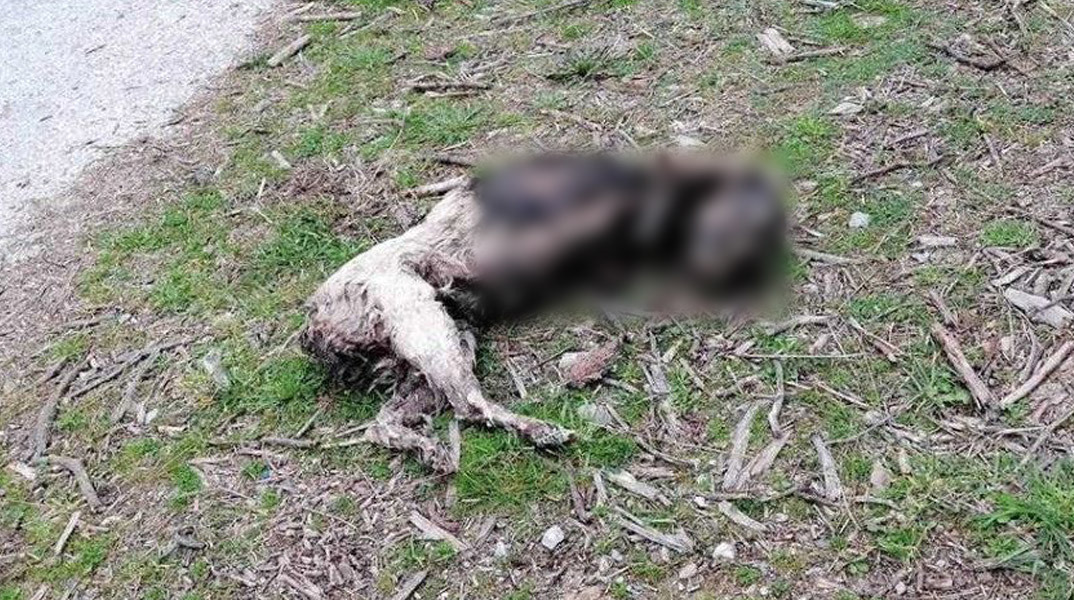 Κτηνωδία στην Καβάλα: Σκύλος βρέθηκε ακρωτηριασμένος και καμένος στην άκρη του δρόμου