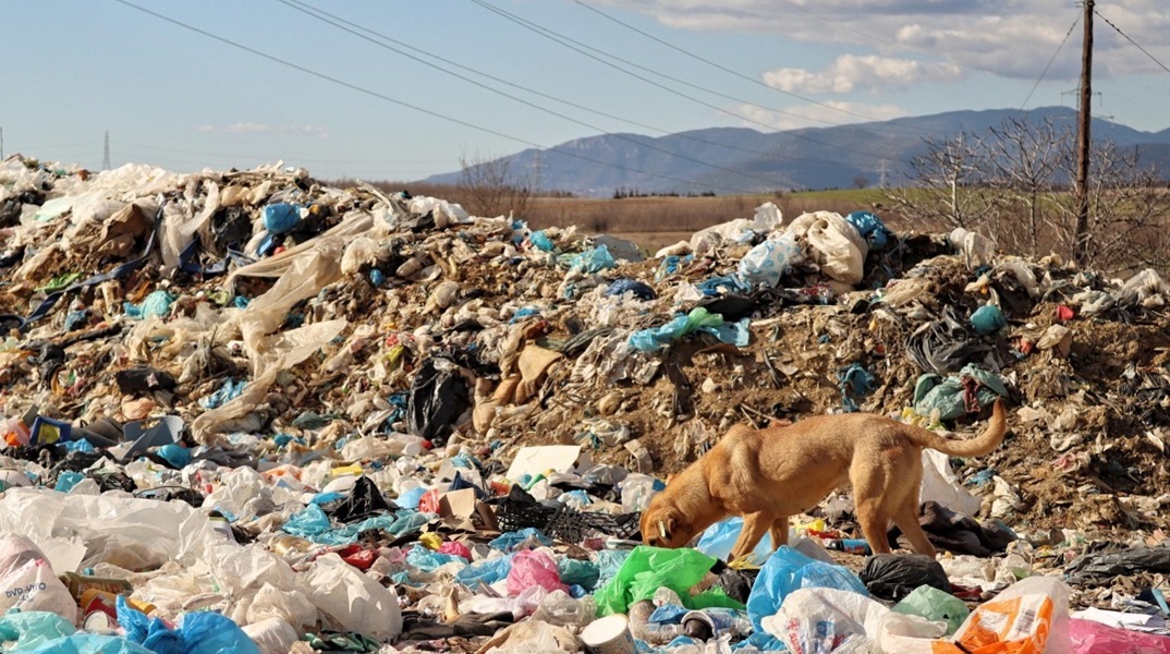 Ανεξέλεγκτη παραμένει η κατάσταση με τα αδέσποτα σκυλιά στην χωματερή της Ξάνθης