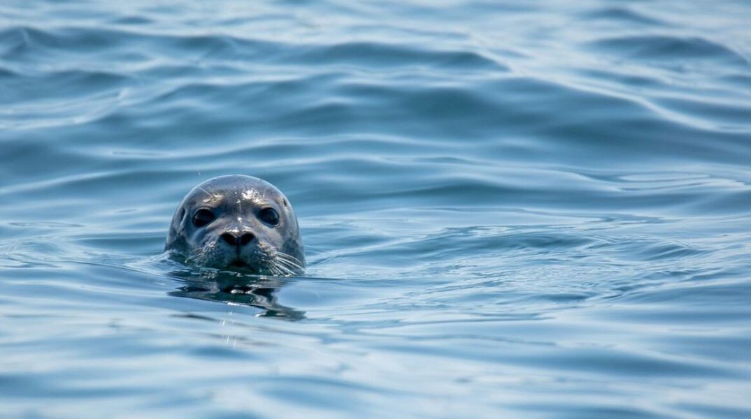 Λάρισα: Νεκρή φώκια ξεβράστηκε σε παραλία