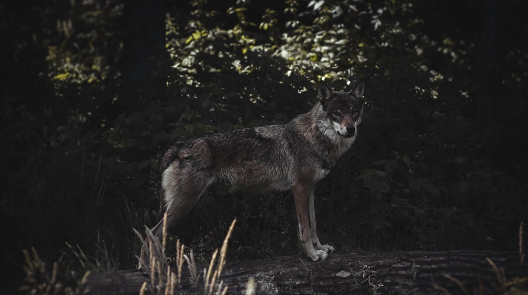 Στο καταφύγιο του «Αρκτούρου» δύο λύκαινες που είχαν αιχμαλωτιστεί στην Ουκρανία