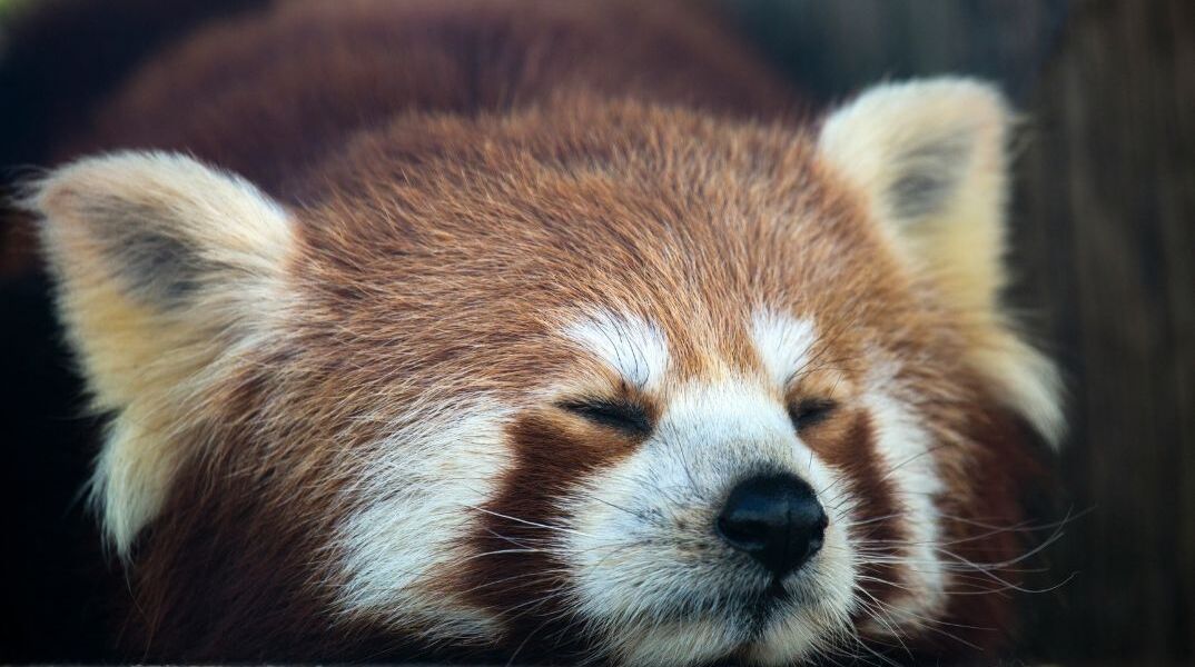 Μπανγκόκ: Βρέθηκε κόκκινο πάντα μέσα χειραποσκευή αεροδρομίου