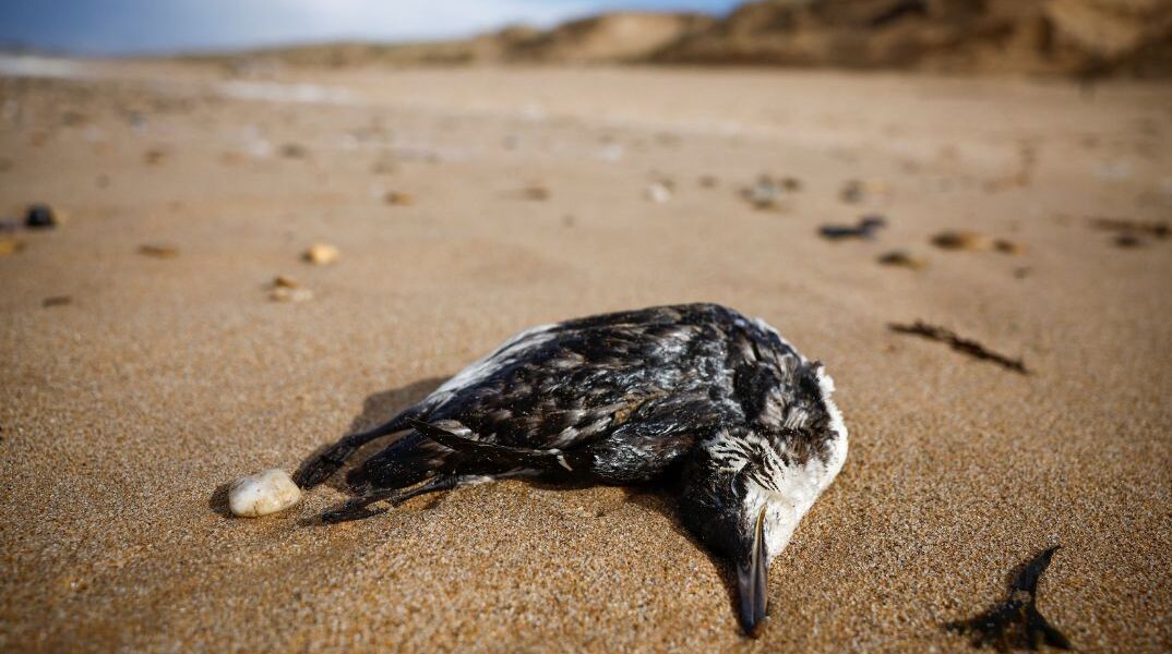 Γαλλία: Εκατοντάδες νεκρά θαλασσοπούλια στις ακτές του Ατλαντικού