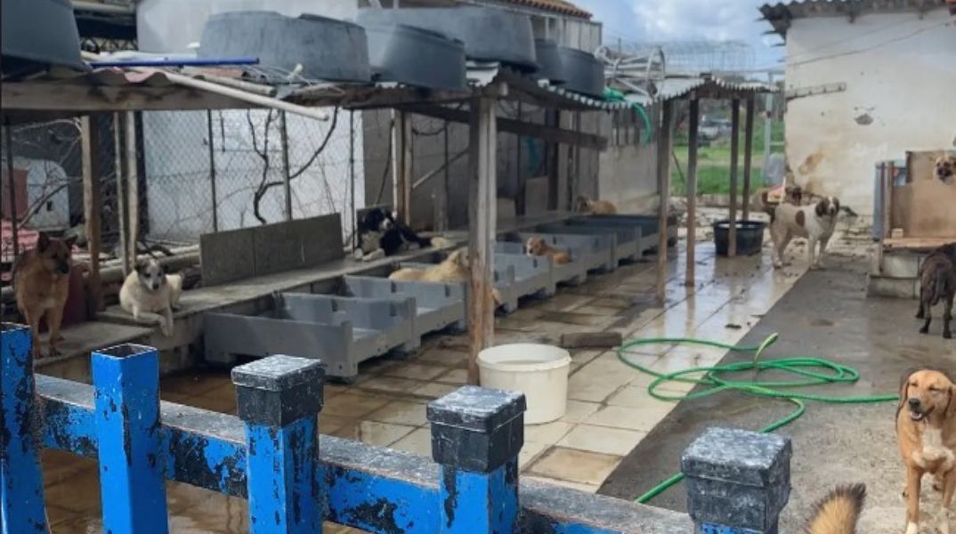 Γυναίκα φιλοξενούσε 94 σκυλιά στην αυλή του σπιτιού της σε άθλιες συνθήκες 