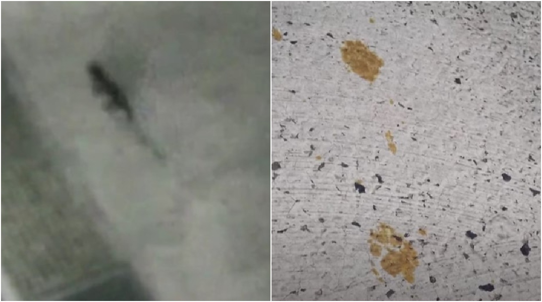 Συναγερμός στη Φουκουγιάμα για μια γάτα που έπεσε σε δεξαμενή με τοξικές χημικές ουσίες