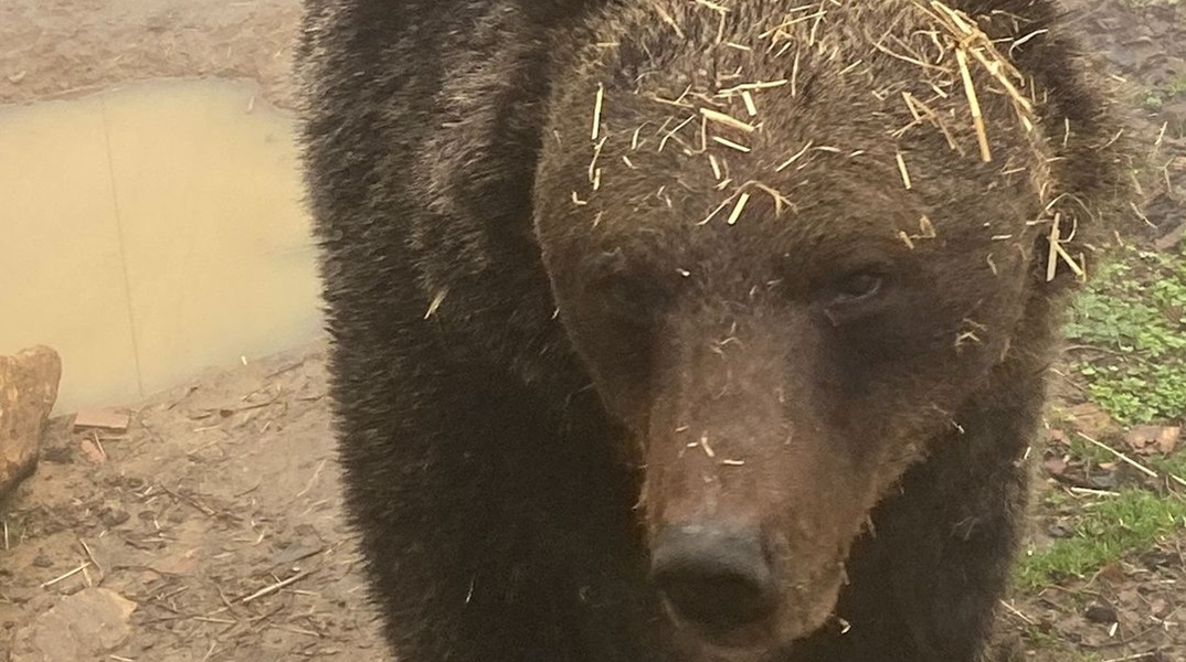Αρκτούρος: Ξύπνησε ο Μπρούνο, η πρώτη αρκούδα που είχε «πέσει» σε χειμερία νάρκη