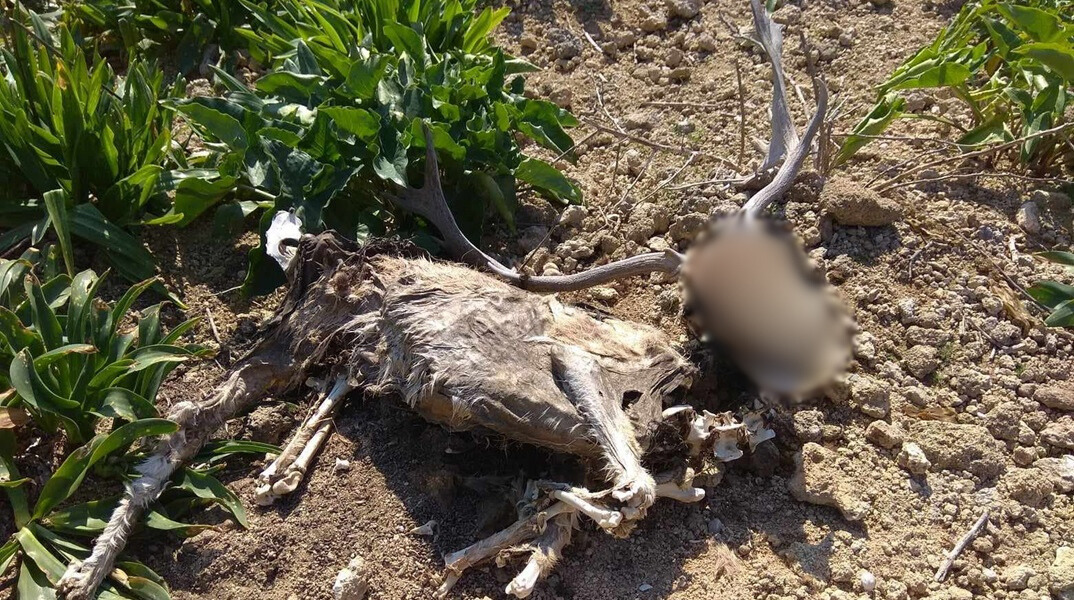 Αποτρόπαιο θέαμα στη Ρόδο: Εντοπίστηκαν νεκρά ελάφια στο πάρκο του Ροδινιού