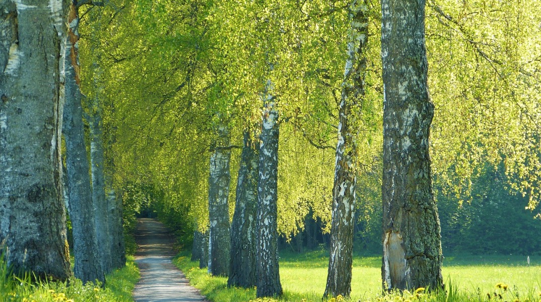 Harvard Health Medical: Οδηγίες για την εποχή των αλλεργιών