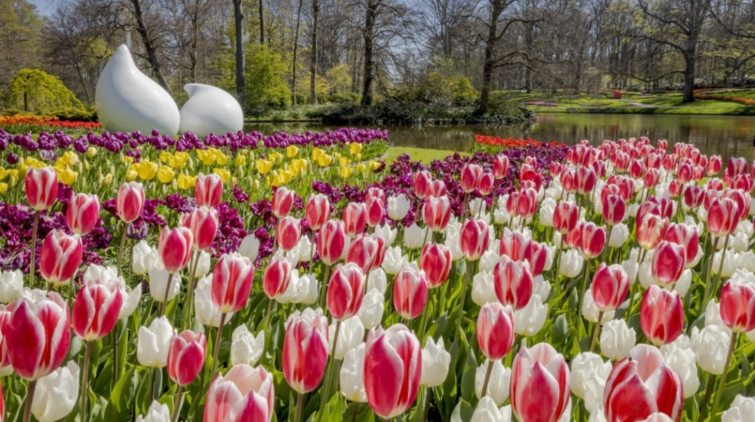Ολλανδία: Ο μεγαλύτερος κήπος με τουλίπες στον κόσμο γιορτάζει τα 75α γενέθλιά του	
