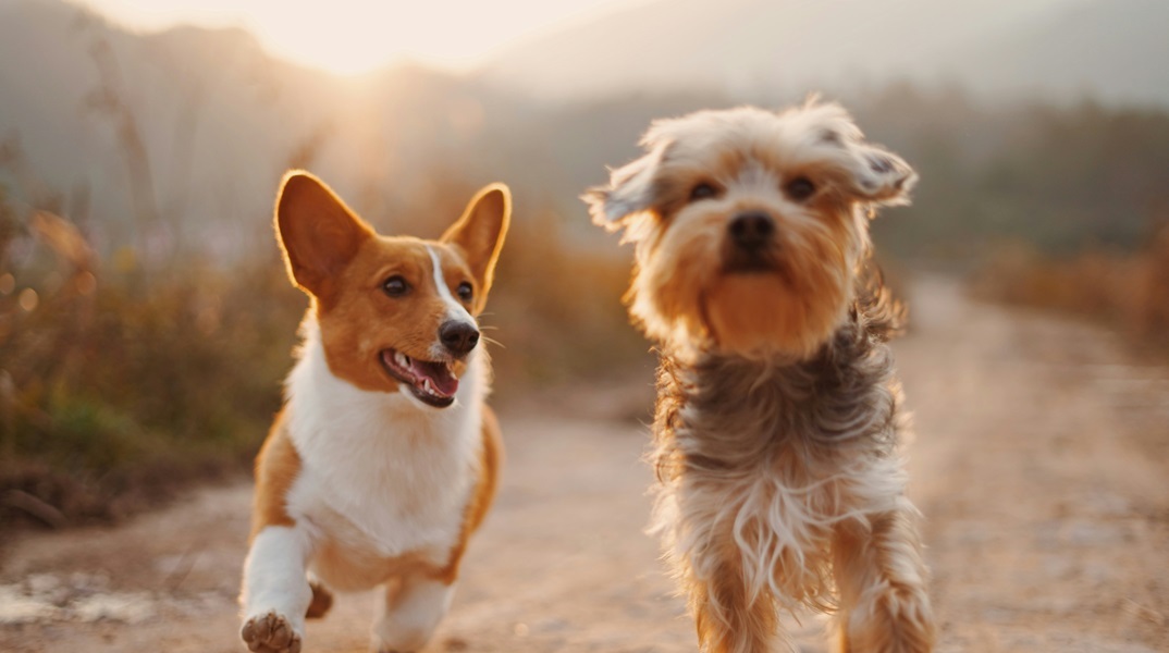 Τα σκυλιά μπορούν να καταλάβουν τη σημασία των ουσιαστικών, σύμφωνα με νέα έρευνα