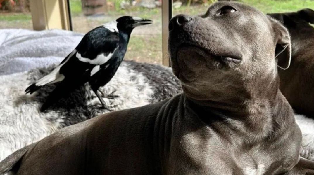 Aυστραλία: Η φιλία της καρακάξας με το μπουλ-τεριέ
