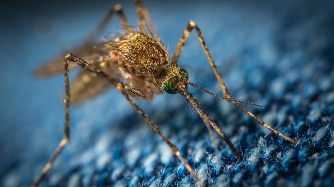 Αυξάνεται ο πληθυσμός των κουνουπιών λόγω ασυνήθιστης για την εποχή ζέστης