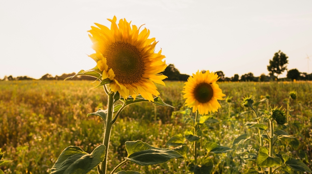 Αίθριος θα είναι ο καιρός σήμερα 1η Απριλίου, με αραιές νεφώσεις κατά περιόδους