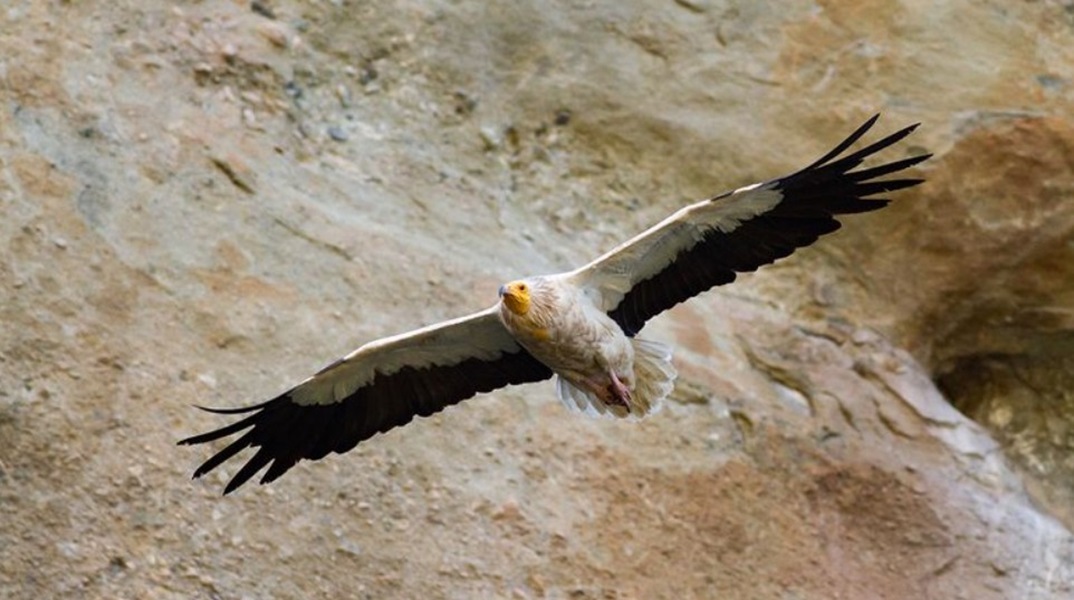 Ο πρώτος Ασπροπάρης έφτασε στα Μετέωρα - Επέστρεψε στο «σπίτι» του την ίδια ημερομηνία με πέρυσι
