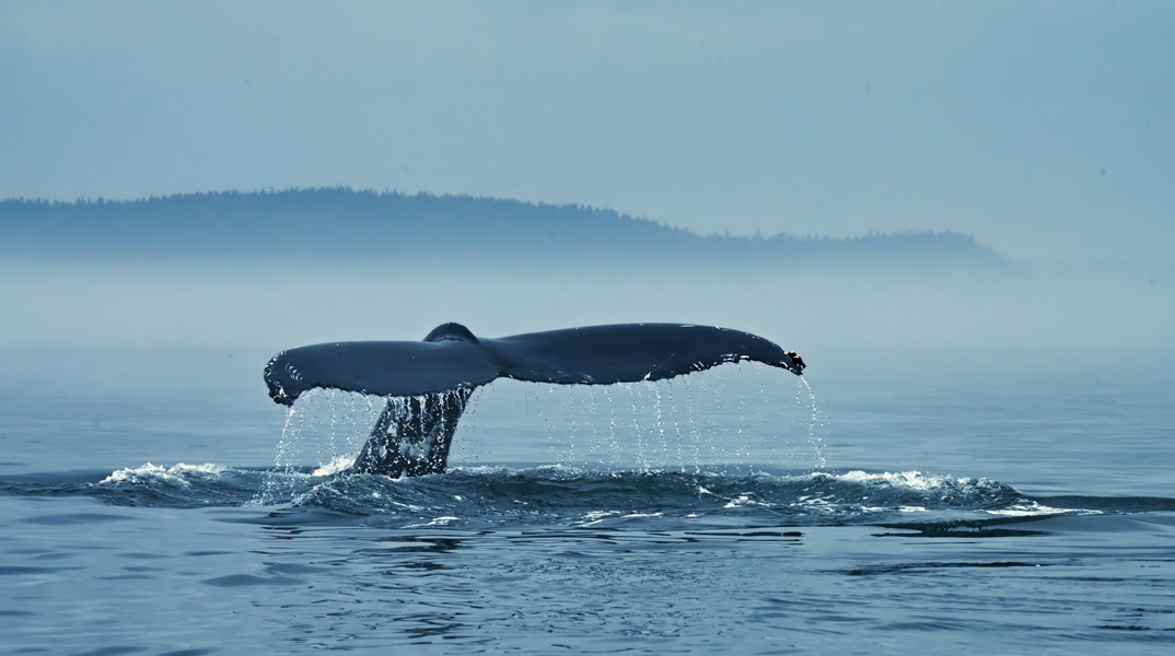 Φάλαινα φυσητήρας εθεάθη σε παραλία της Εύβοιας - Βίντεο από τις «βόλτες» στα νερά 