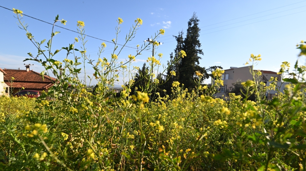 Γενικά αίθριος θα είναι ο καιρός σήμερα Τετάρτη με αραιές νεφώσεις
