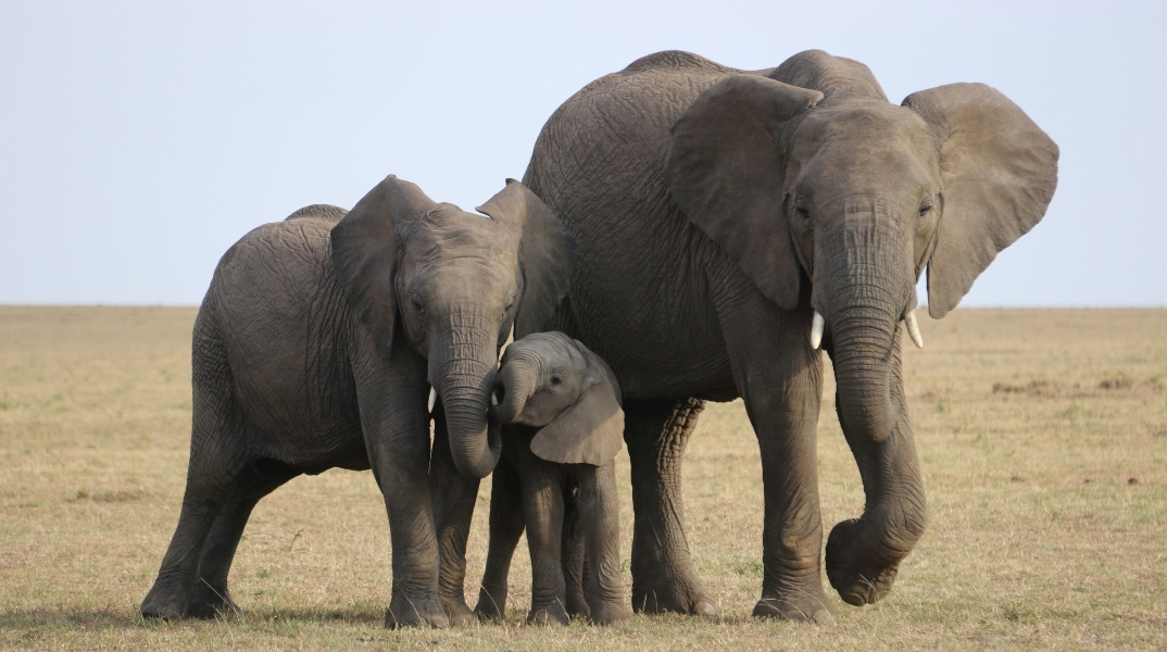 Εκνευρισμένος o πρόεδρος της Μποτσουάνα απειλεί με… 20.000 ελέφαντες τη Γερμανία 