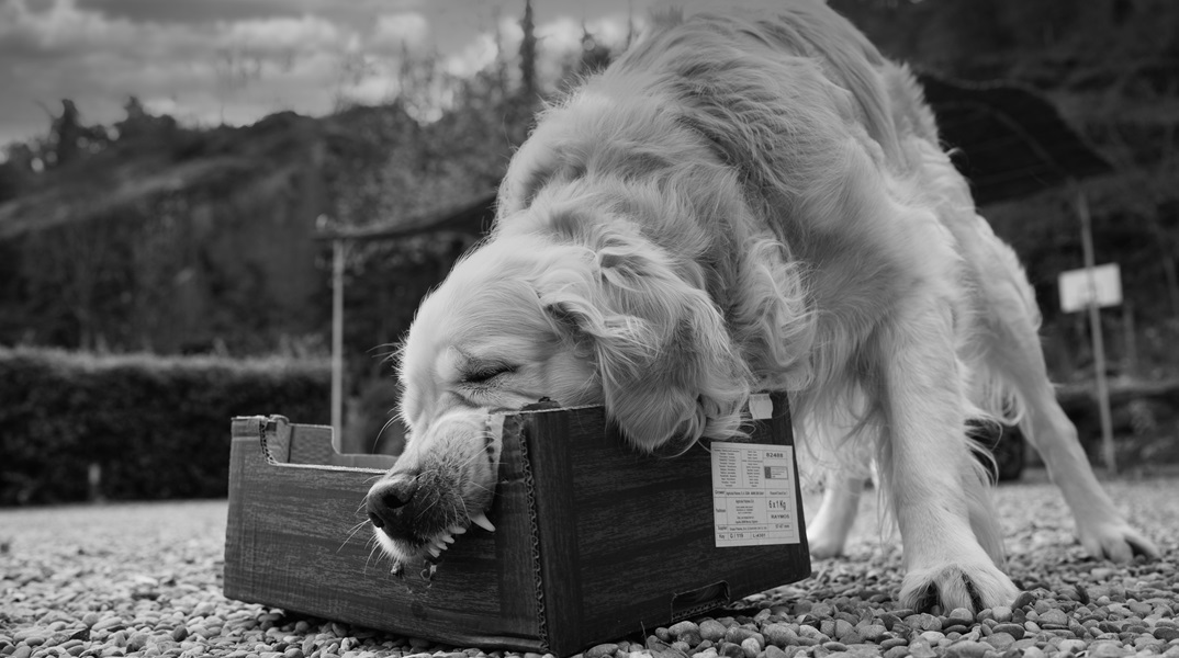 Γιαννιτσά: Σκύλος 30 κιλών δάγκωσε τετράχρονο στο κεφάλι