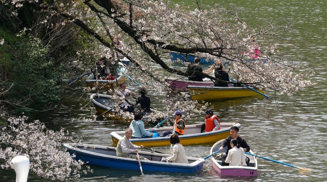 Ιαπωνία: Oι κερασιές σε πλήρη ανθοφορία