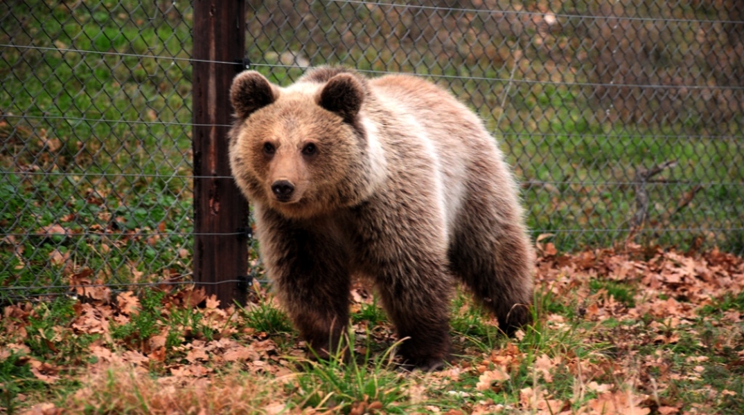 Γρεβενά: Ακόμα μια αρκούδα νεκρή από δηλητηριασμένα δολώματα